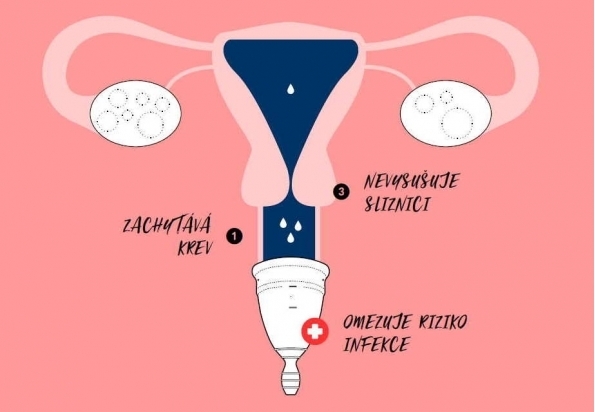 The cervix